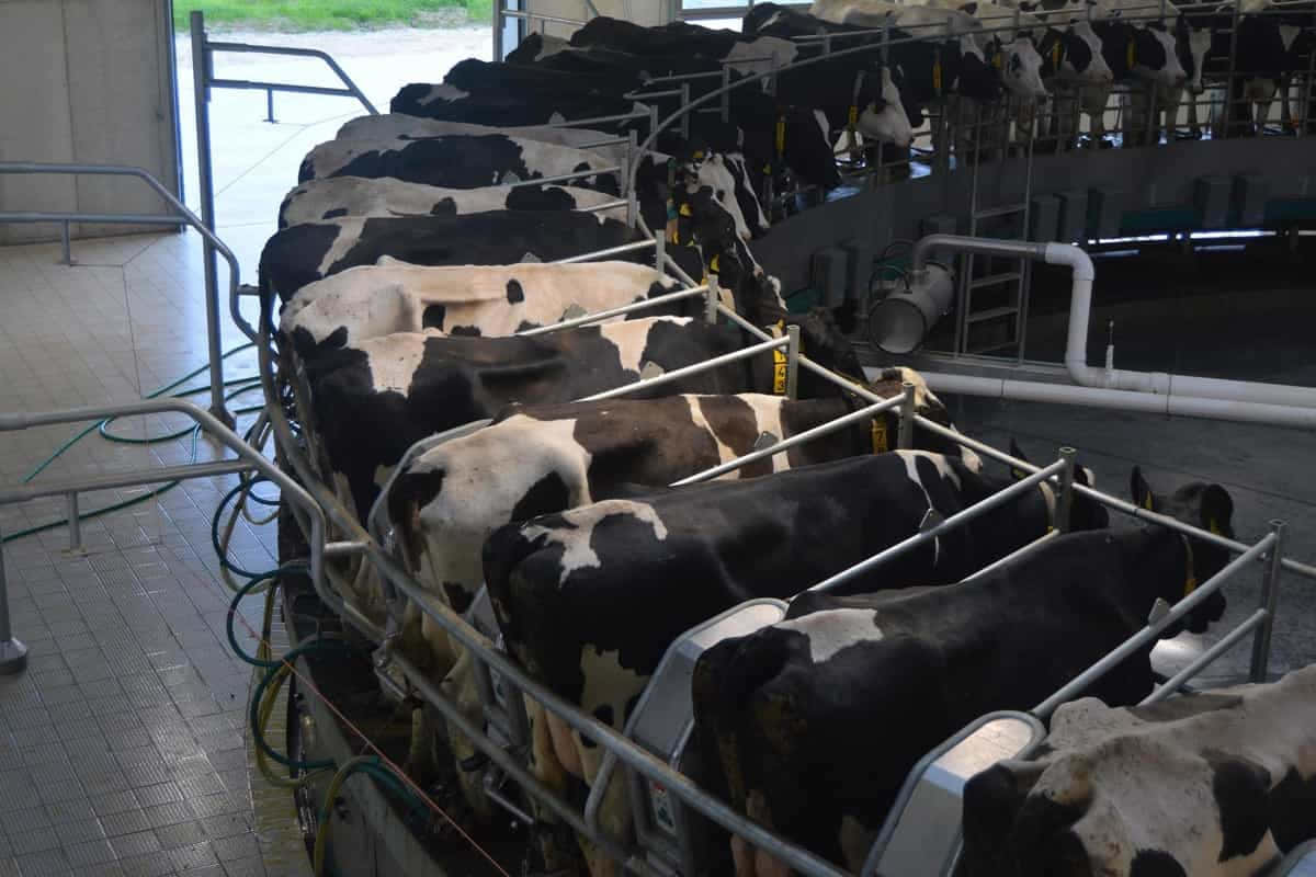 Unavaca Holstein Parada En Un Campo Verde