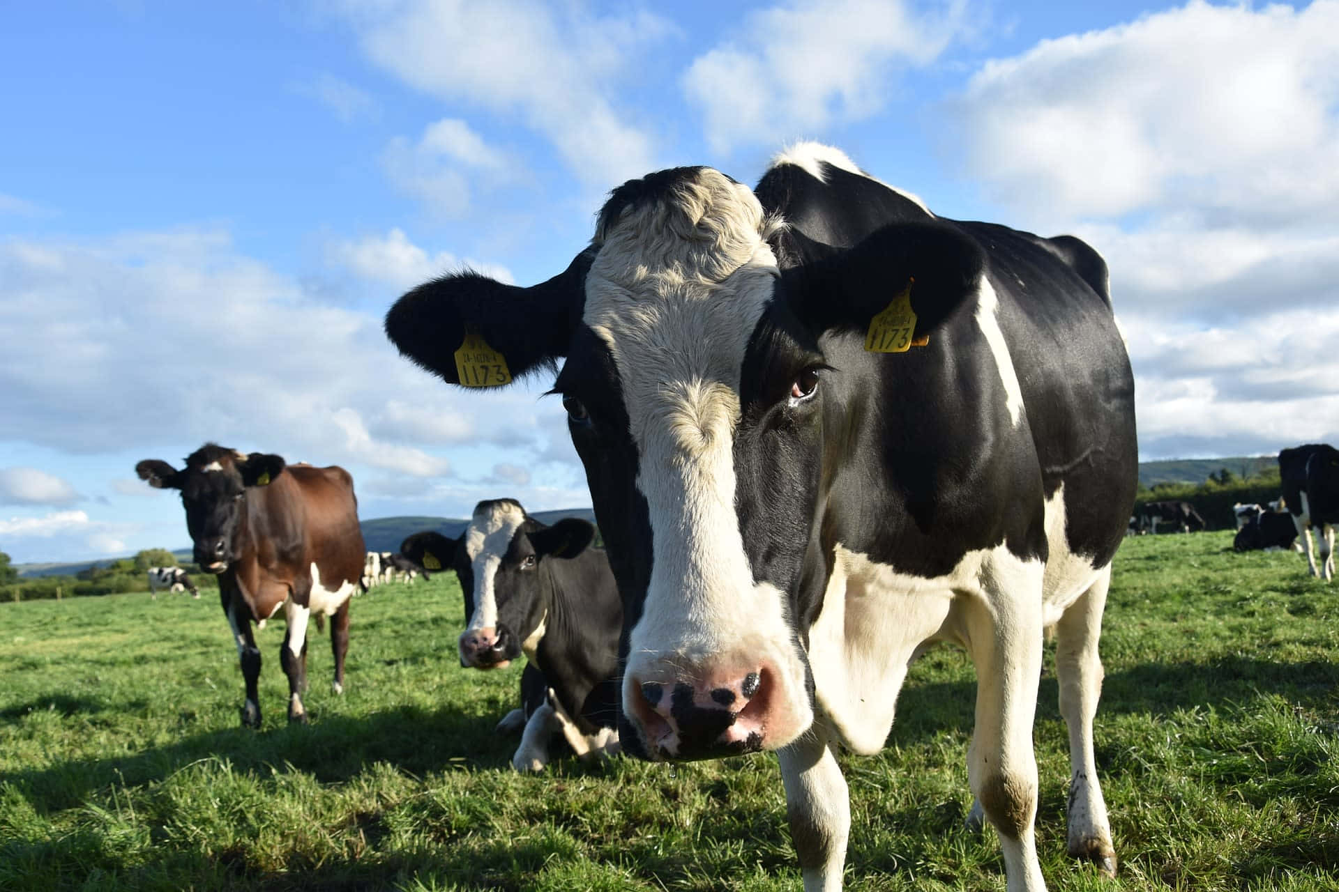A Holstein Cow Grazes in the Field