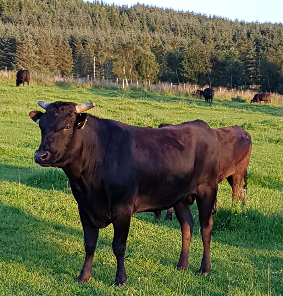 A beautiful brown cow grazing in the field.