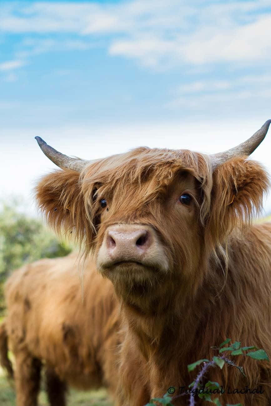 Tierliebhaber?treffen Sie Den Süßesten Der Herde: Eine Kuh.