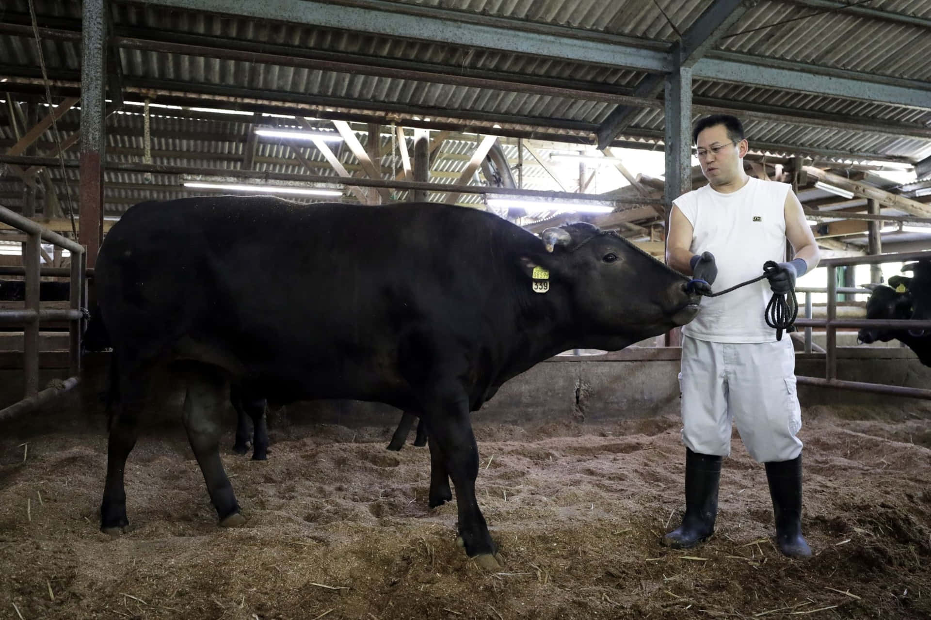 Unavaca Holstein Friesian Pastando En Un Prado.