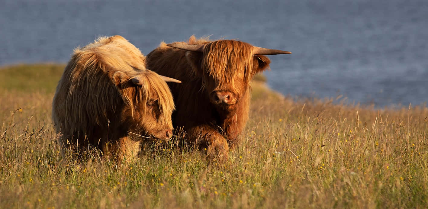 Cattle Grazing in a Summertime Meadow