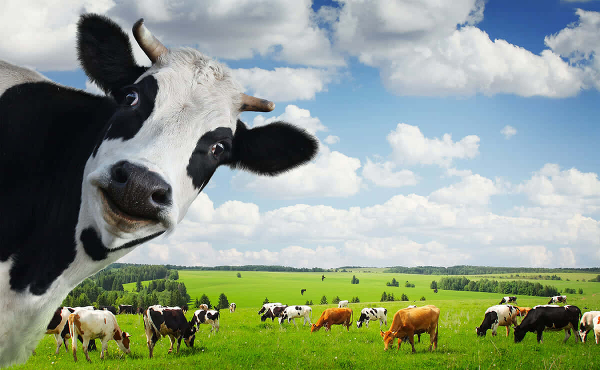 Cow Wallpaper Images – Browse 16 Stock Photos, Vectors, and Video