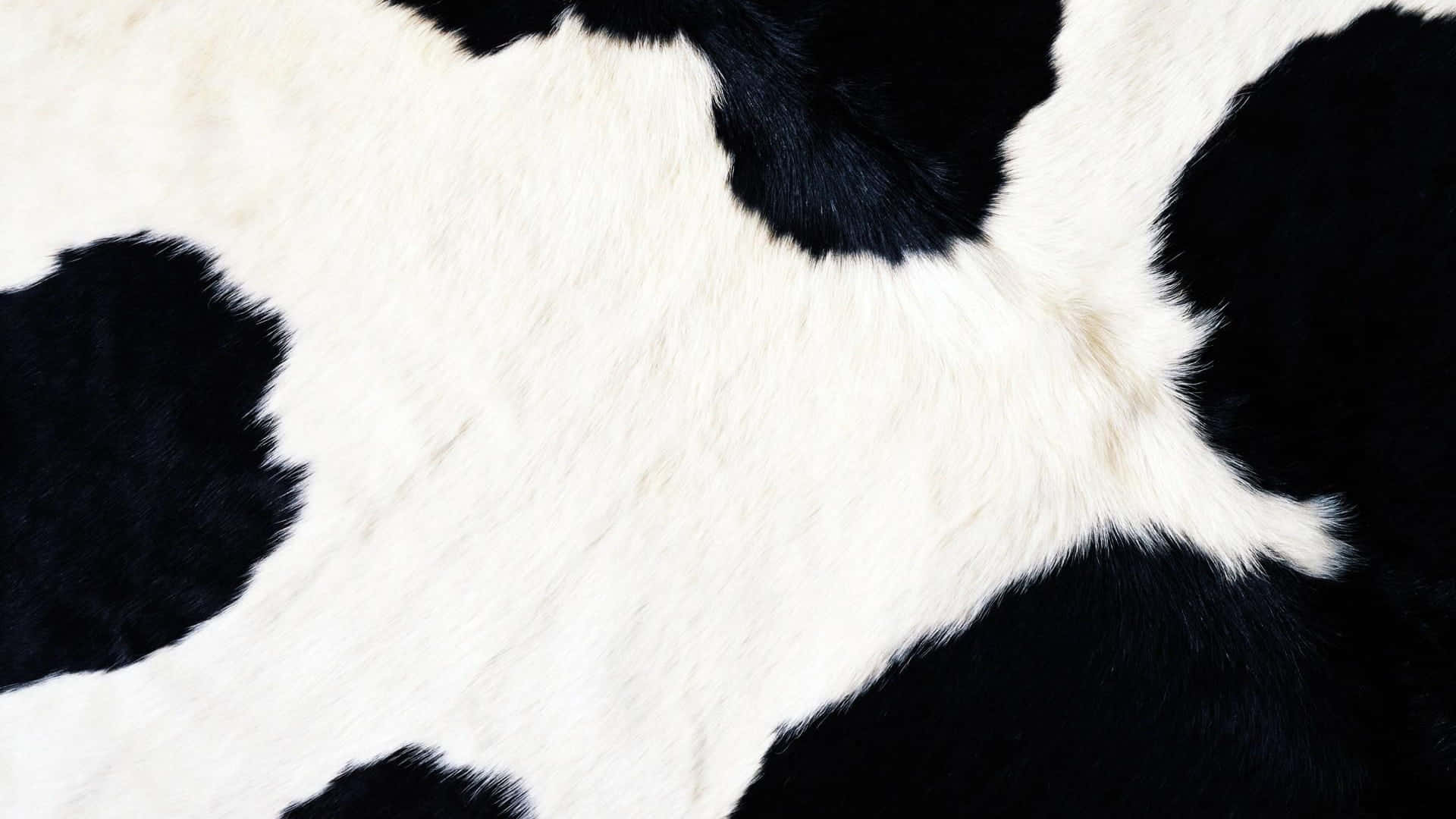 Unique and Stylish Cow Print Pattern