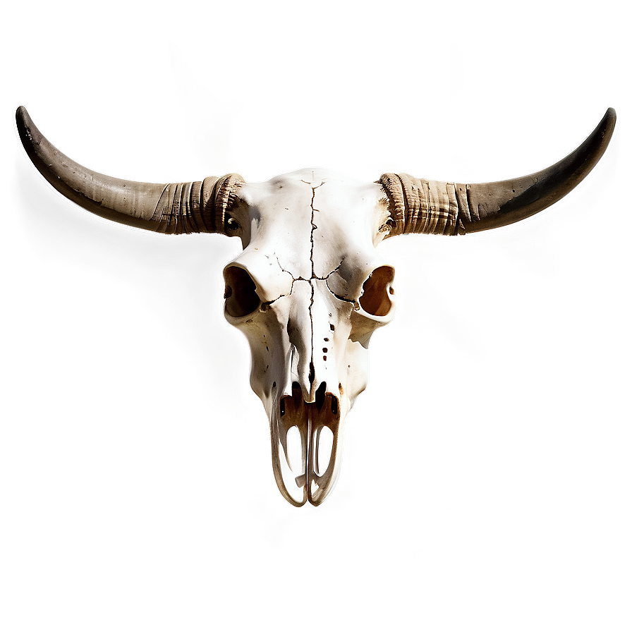 Cow Skull Illustration Png 83 PNG