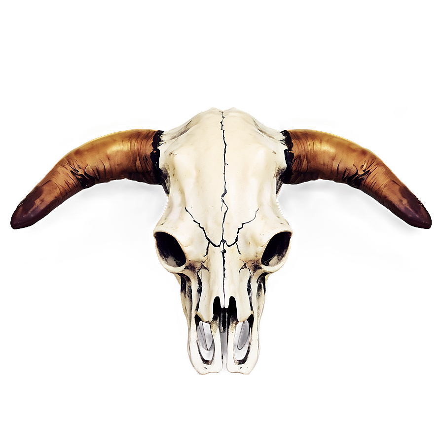 Cow Skull With Horns Png Kln PNG