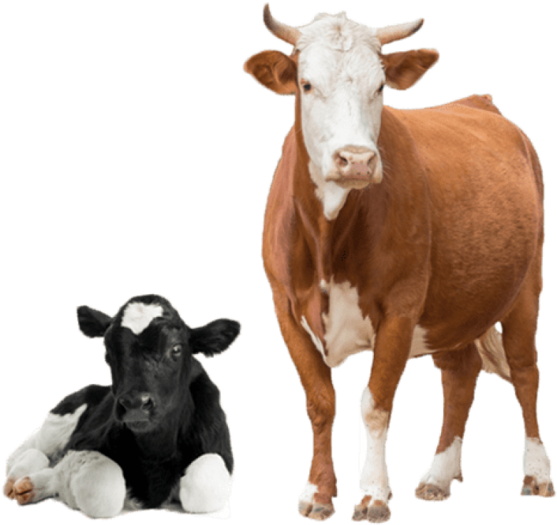 Cowand Calf Isolated PNG