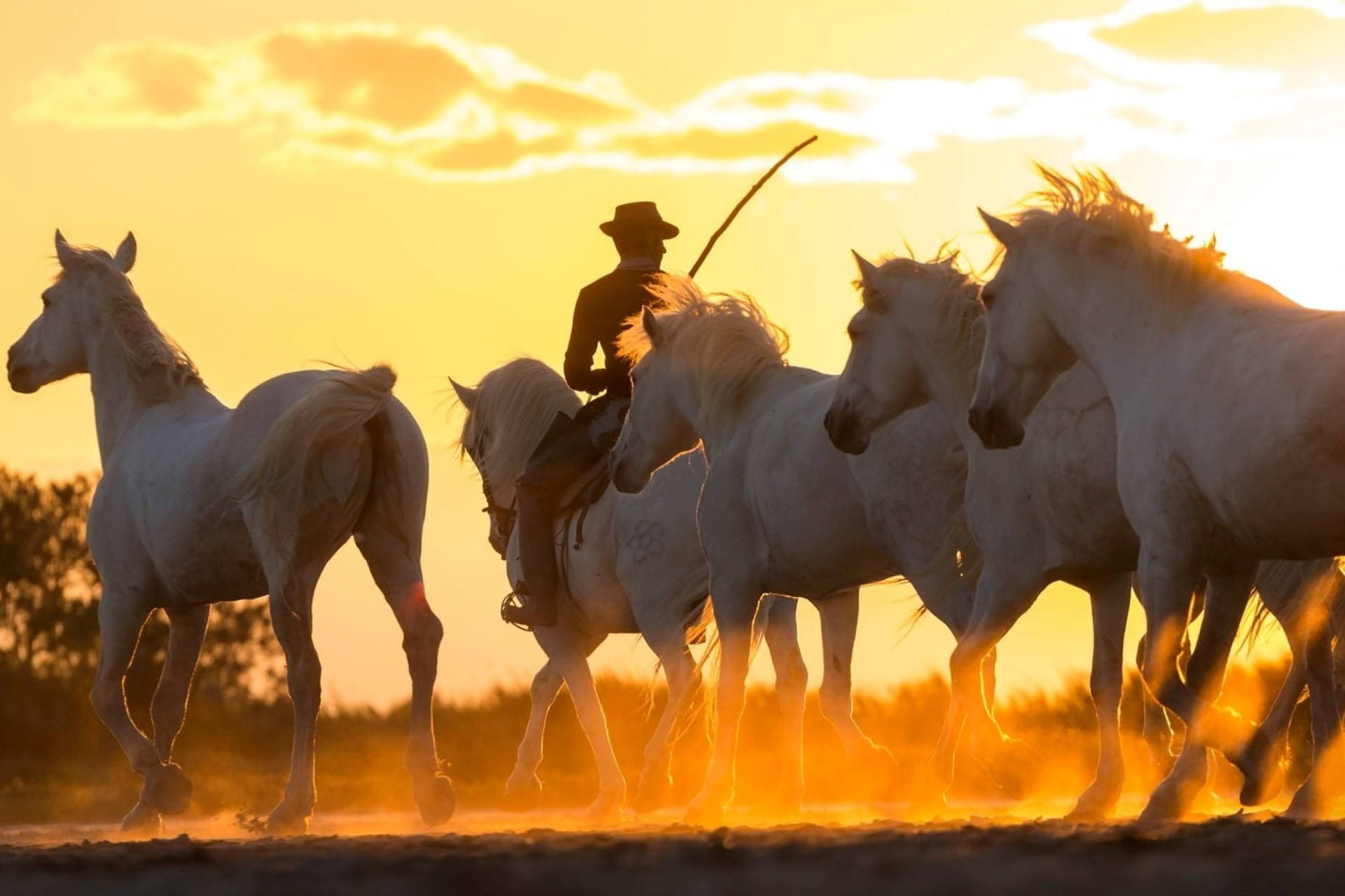 Cowboy og hvide heste malet tapet Wallpaper