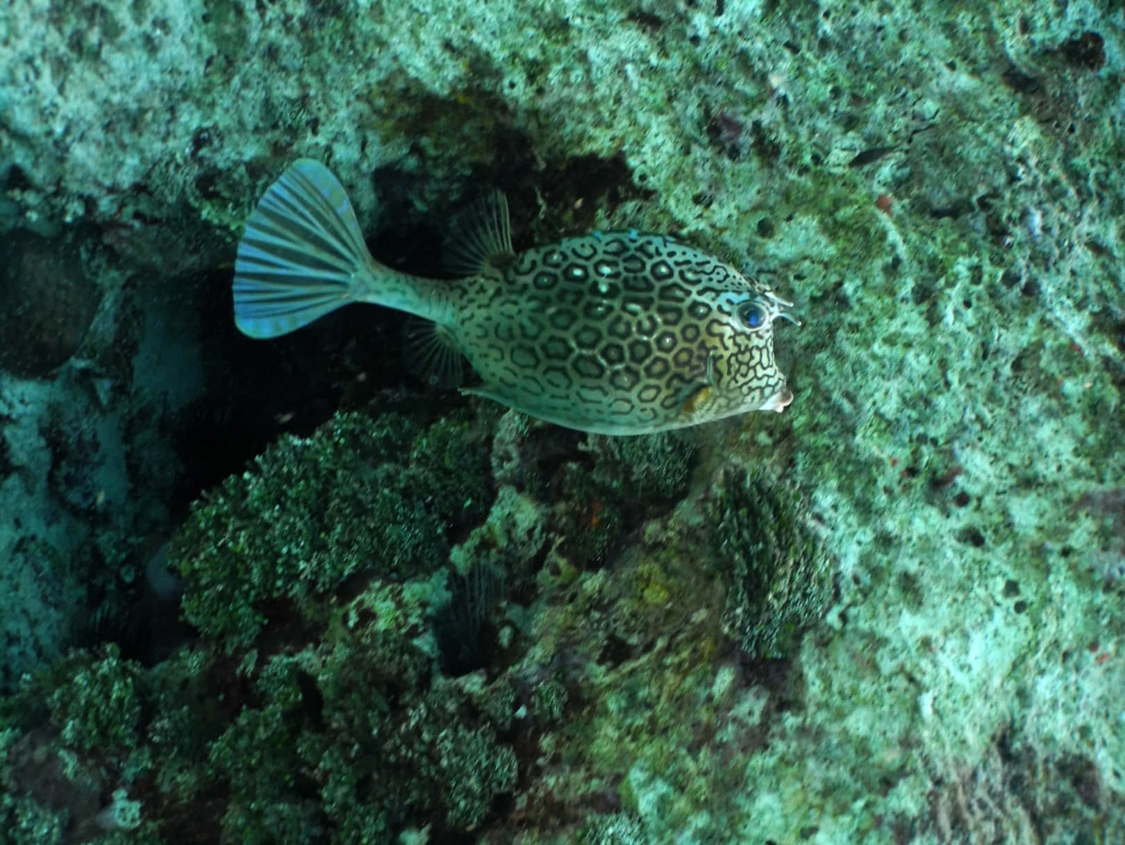 Cowfish Lurkingin Coral Reef Wallpaper