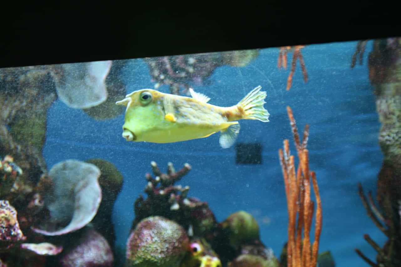 Cowfishin Aquarium Wallpaper