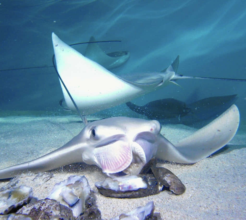 Cownose Ray Feedingon Oysters Wallpaper