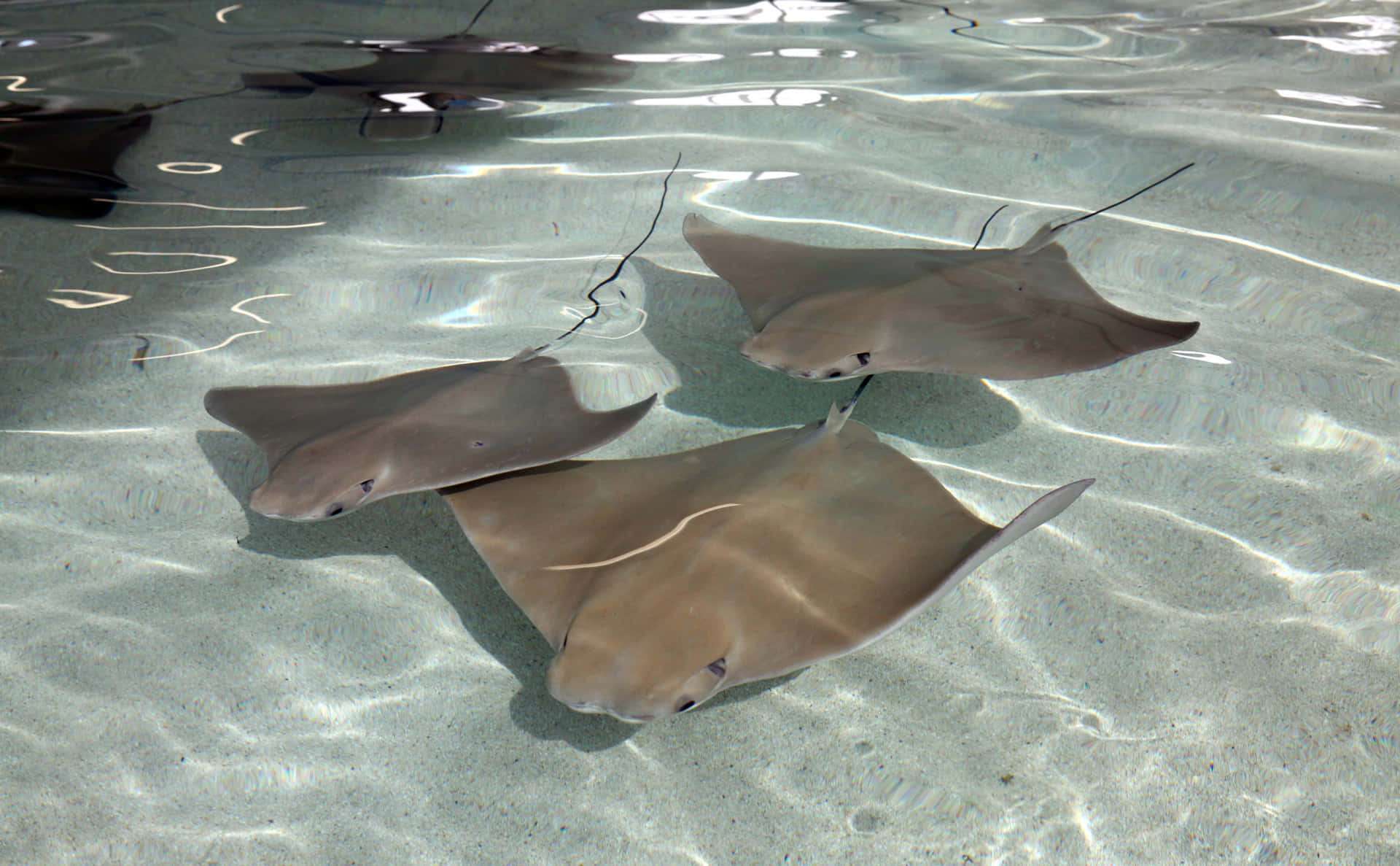 Cownose Ray Pair Gliding Over Sand Wallpaper