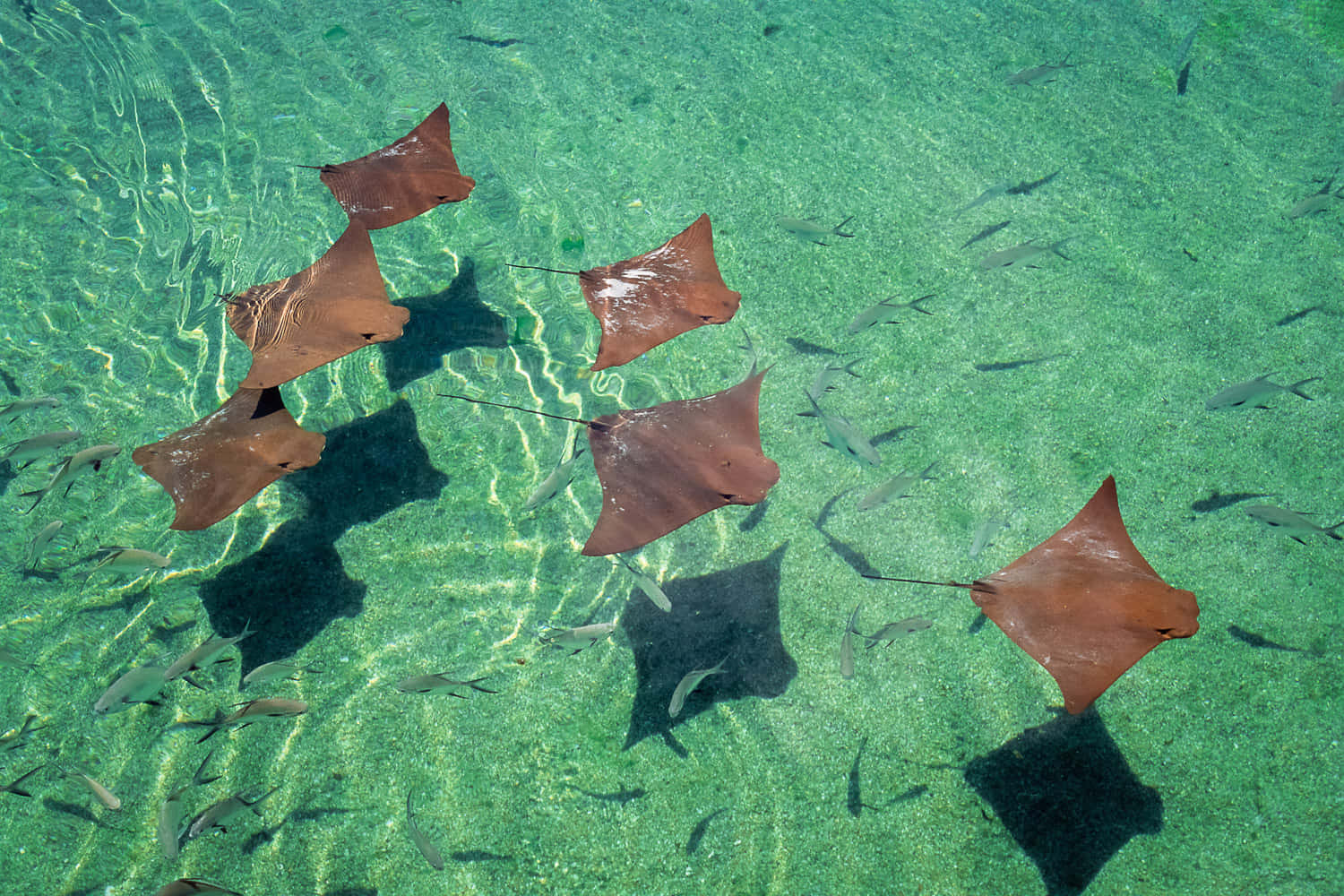 Cownose Ray School Over Seabed Wallpaper