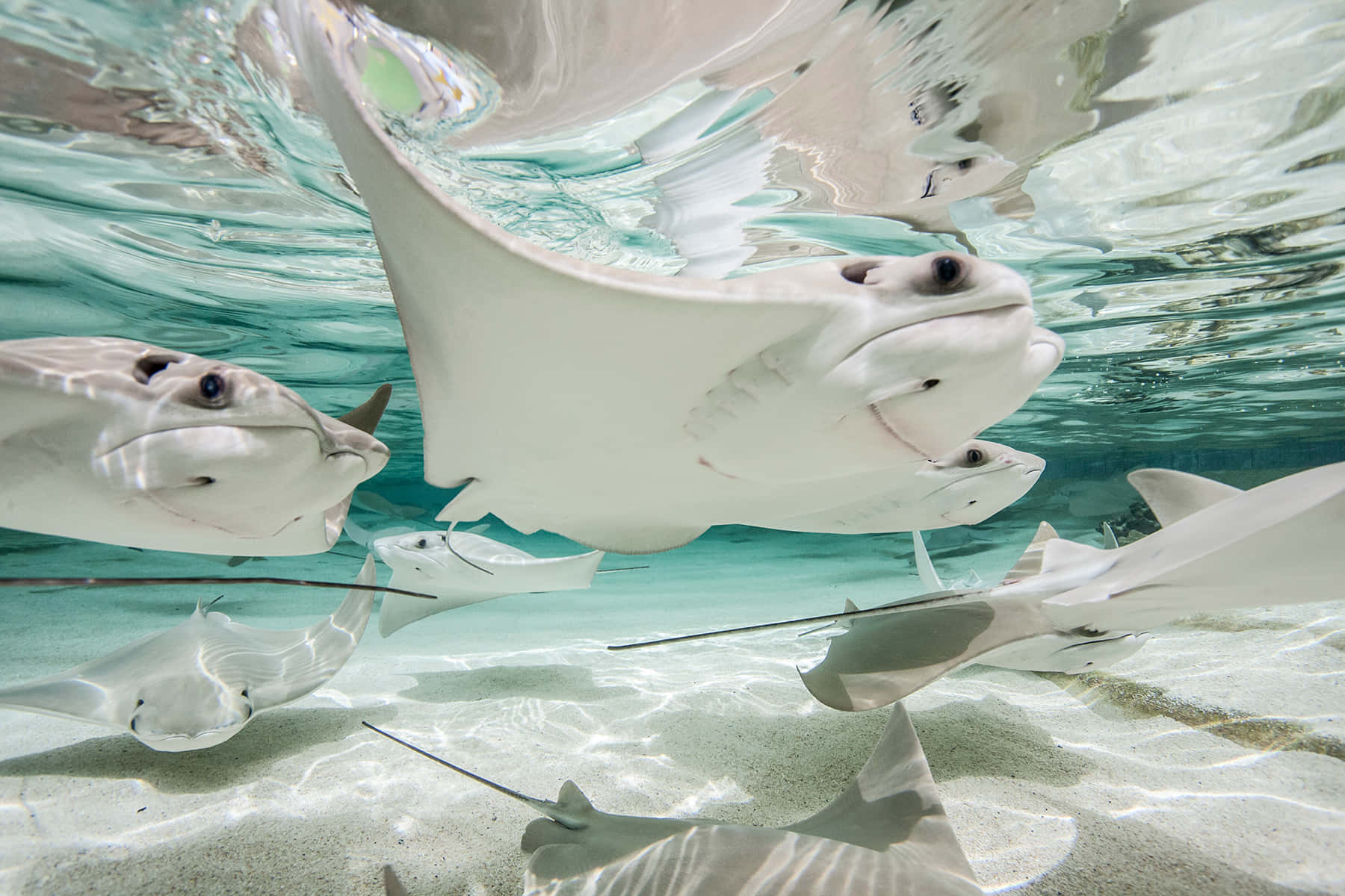 Cownose Ray School Underwater Wallpaper