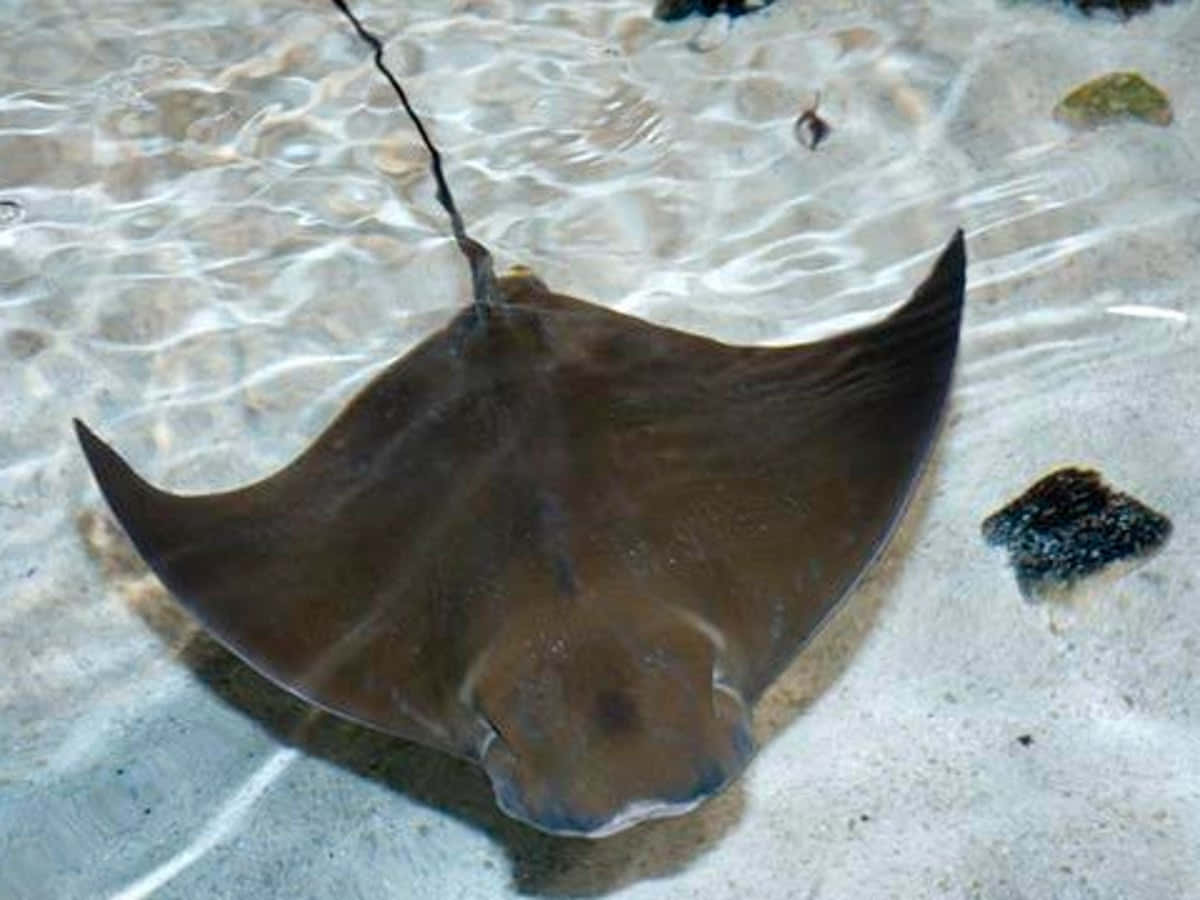 Cownose Ray Shallow Waters.jpg Wallpaper