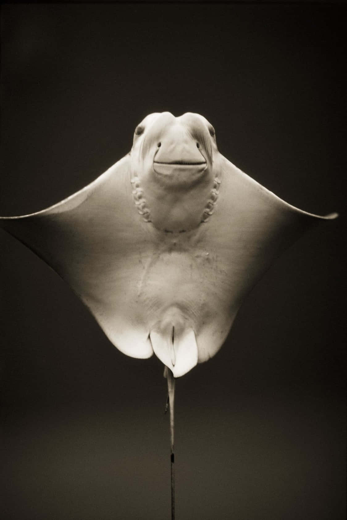 Cownose Ray Smiling Underwater Wallpaper