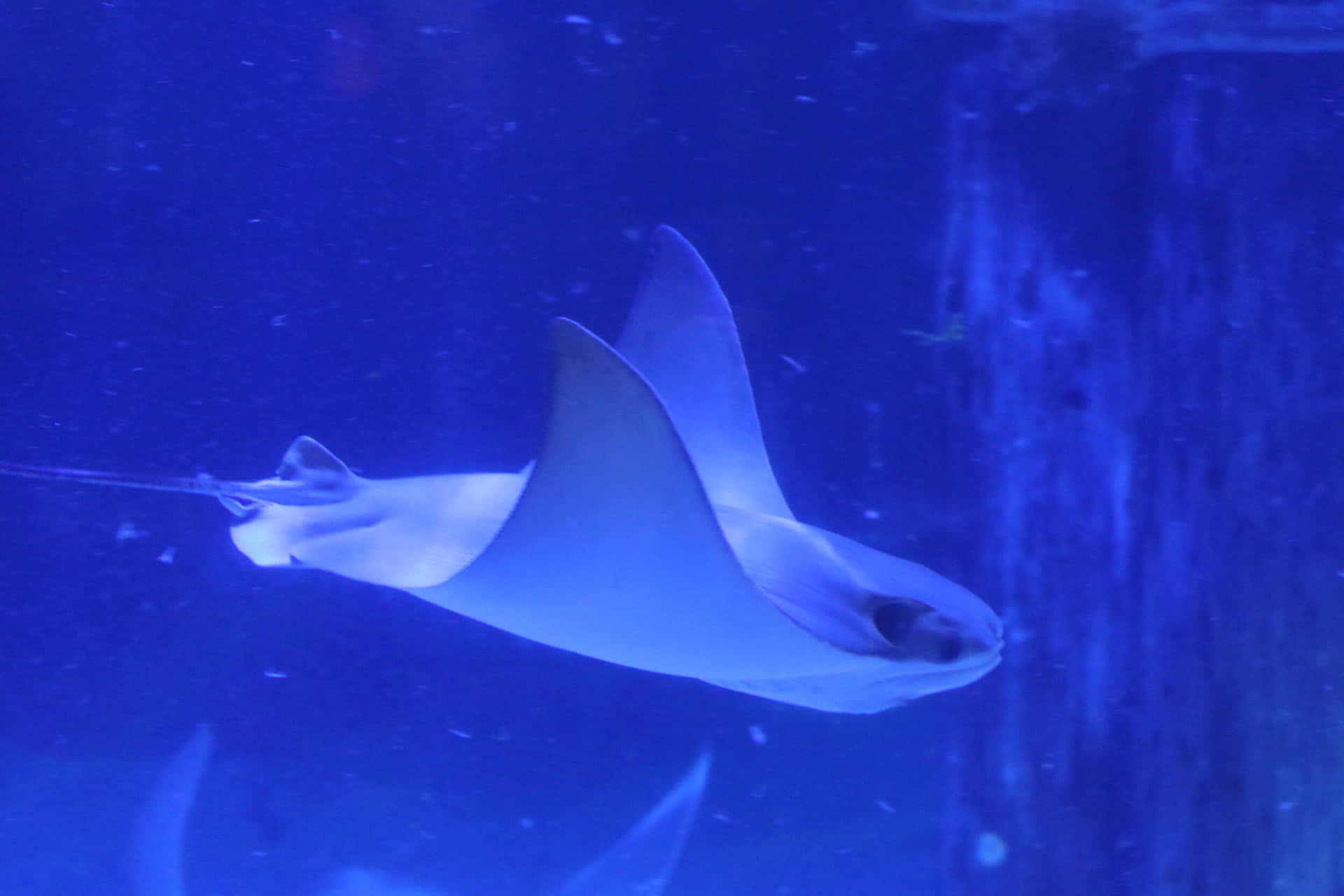 Cownose Ray Swimming Blue Waters Wallpaper