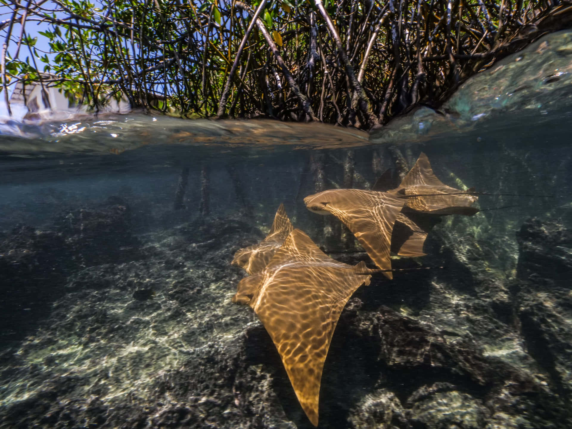 Download Cownose Ray Swimming Near Mangroves Wallpaper | Wallpapers.com