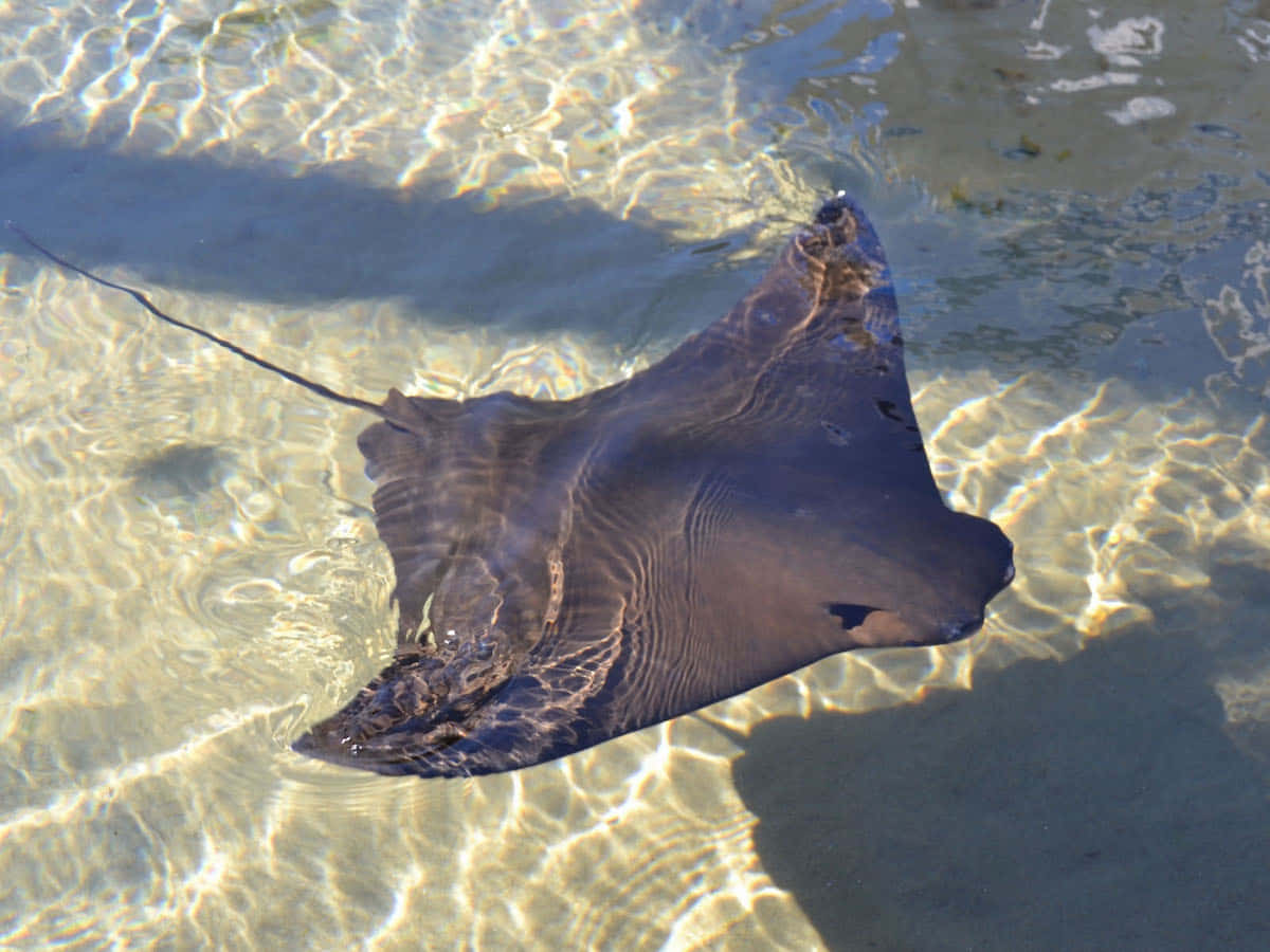 Cownose Ray Swimming Shallow Water Wallpaper