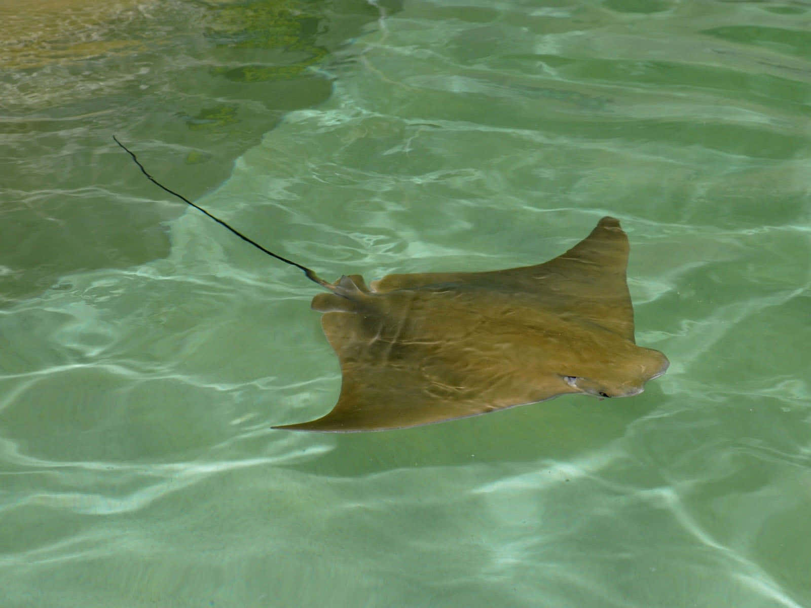 Cownose Ray Swimming Shallow Waters Wallpaper