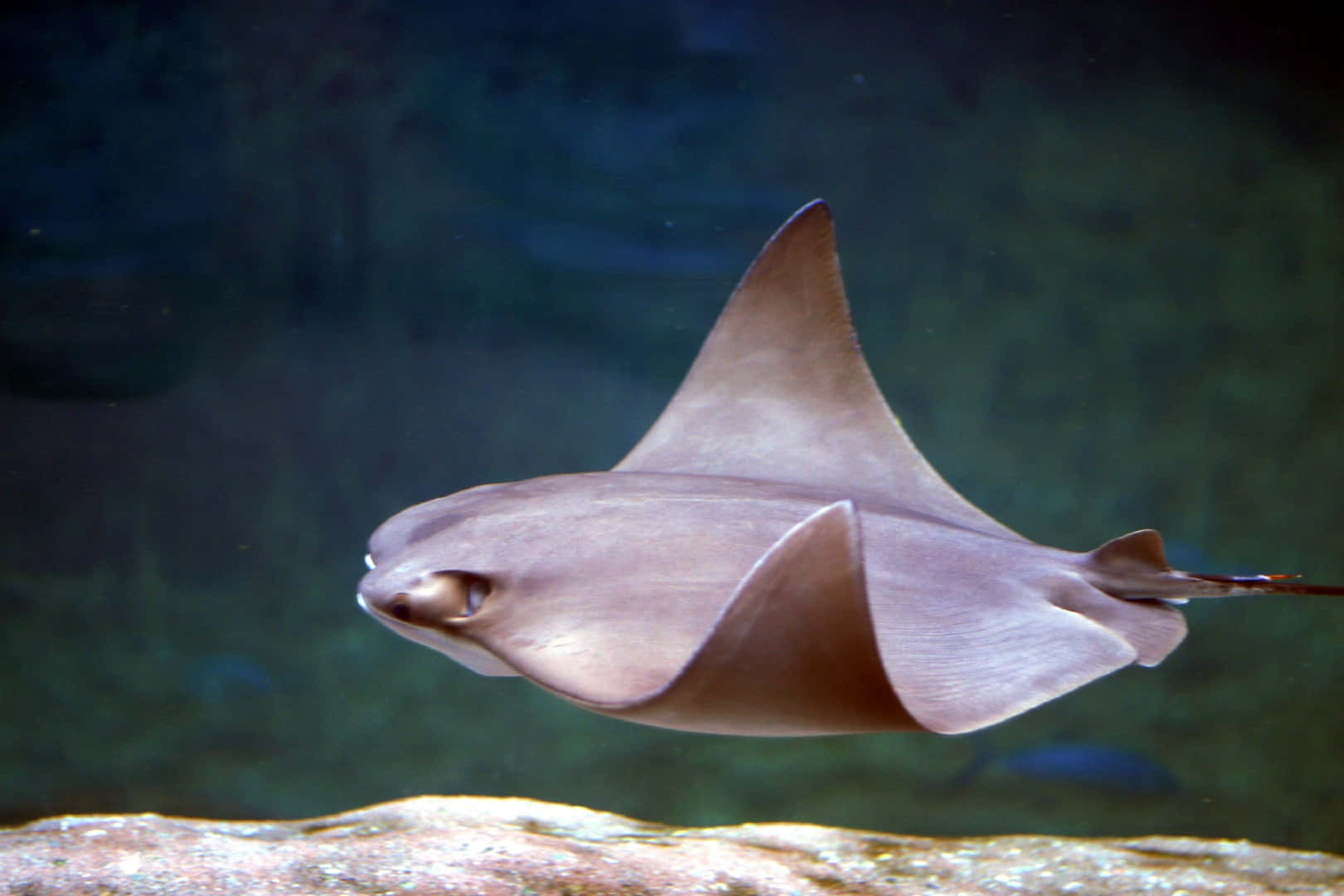 Cownose Ray Swimming Underwater Wallpaper