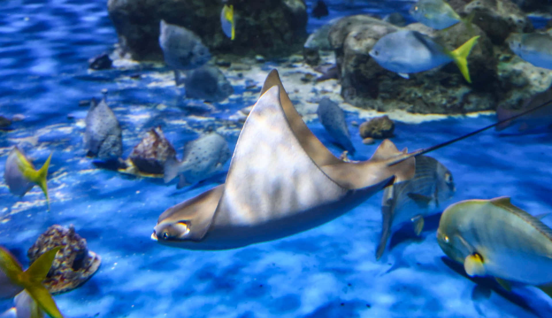 Cownose Ray Swimming Underwater Wallpaper