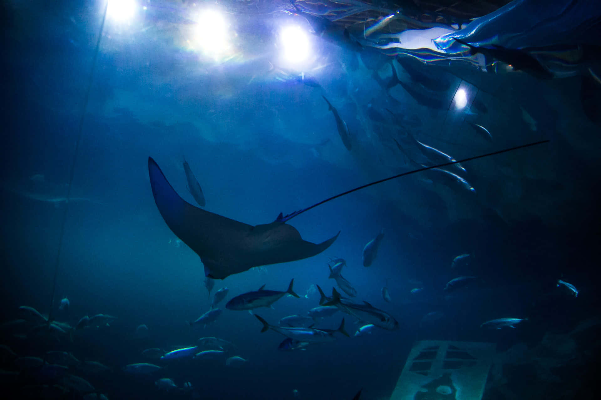 Cownose Ray Underwater Sunlight Wallpaper