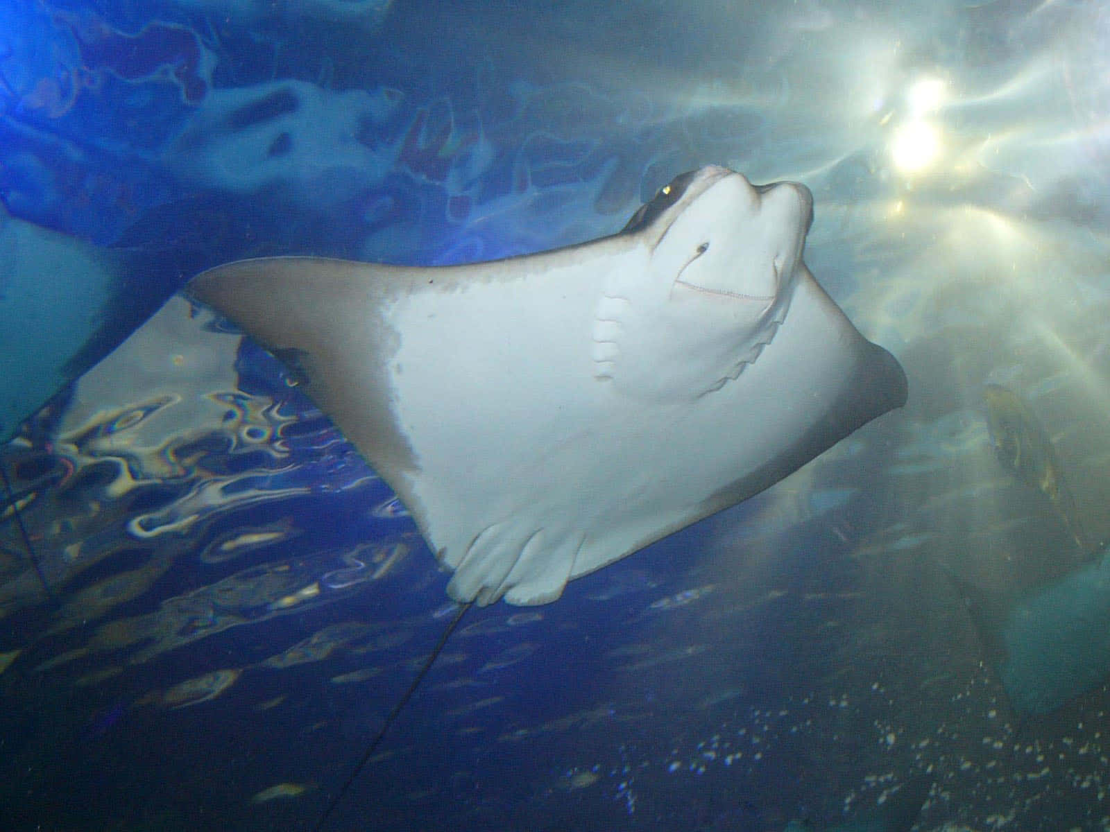 Cownose Ray Underwater Swimming Wallpaper