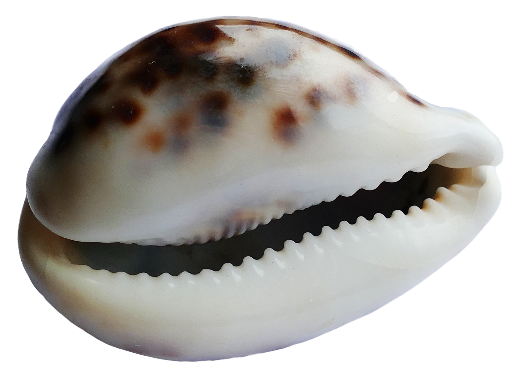 Cowrie Shell Close Up PNG