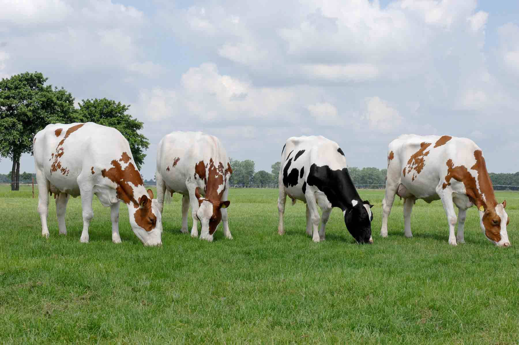 Happy Cows Enjoying a Scrumptious Meal Wallpaper