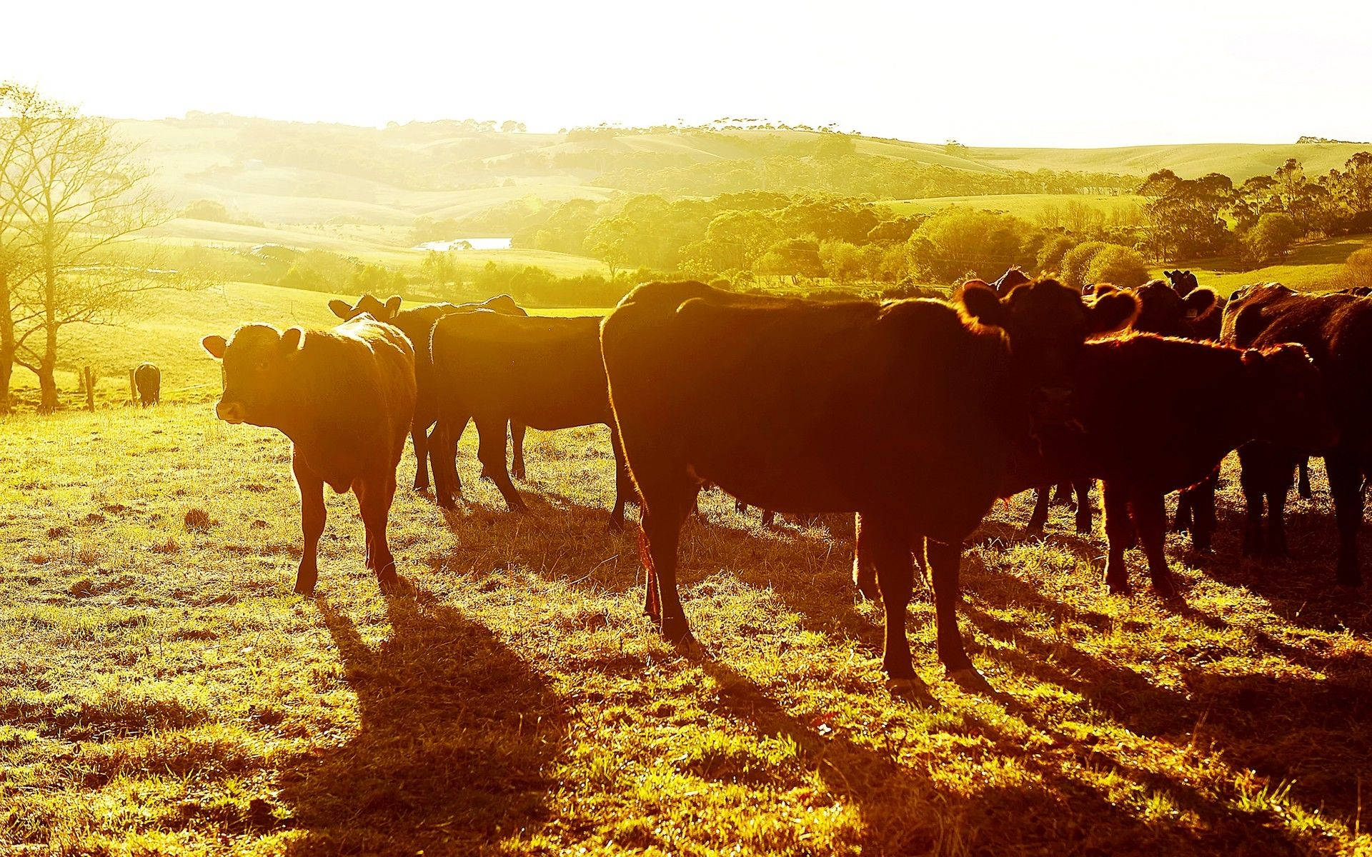 “A peaceful moment between a herd of cows in a stunning sunset” Wallpaper