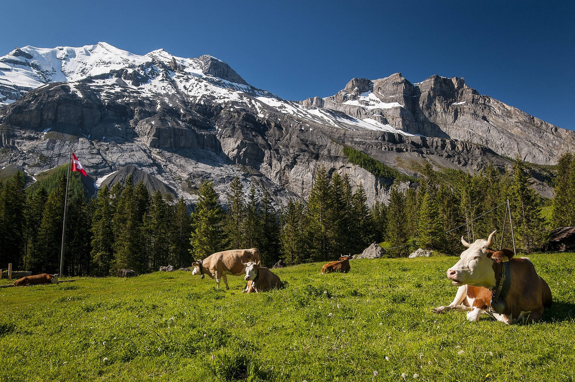 Mucche Nelle Alpi Svizzere Sfondo