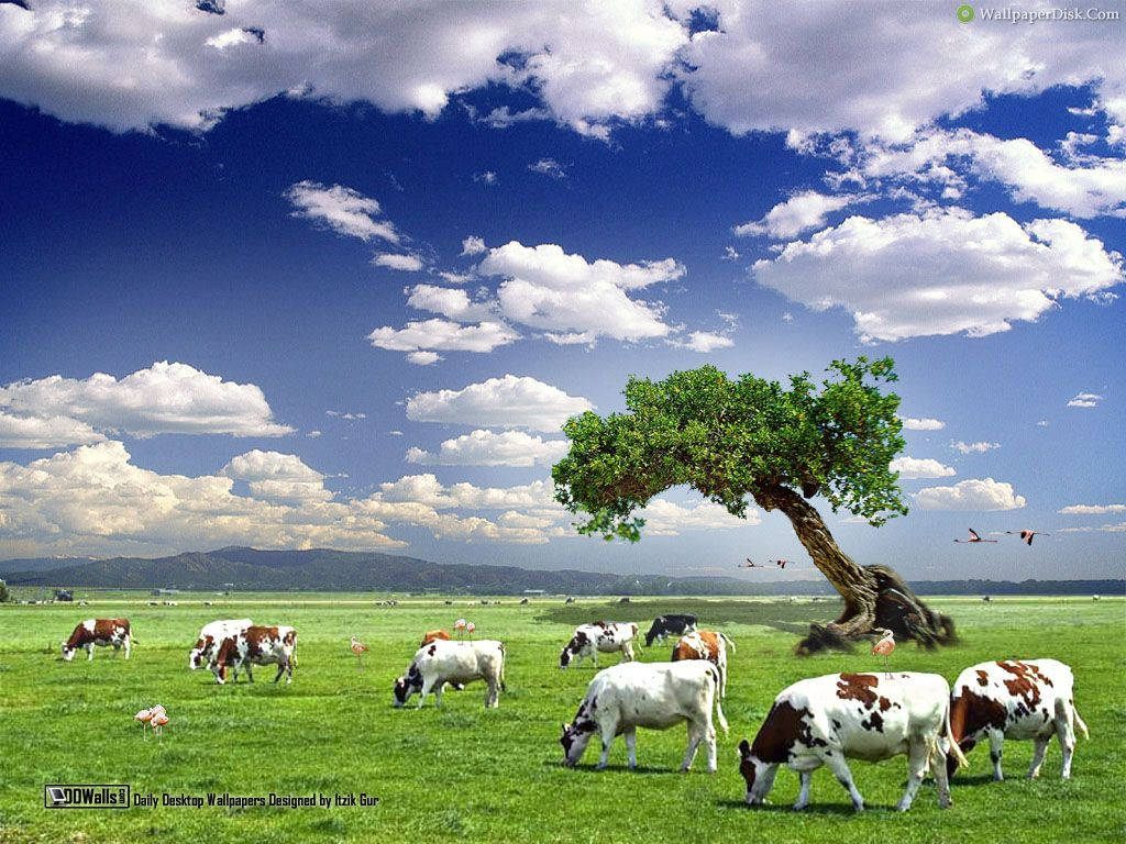 Cows On A Cloudy Day Wallpaper