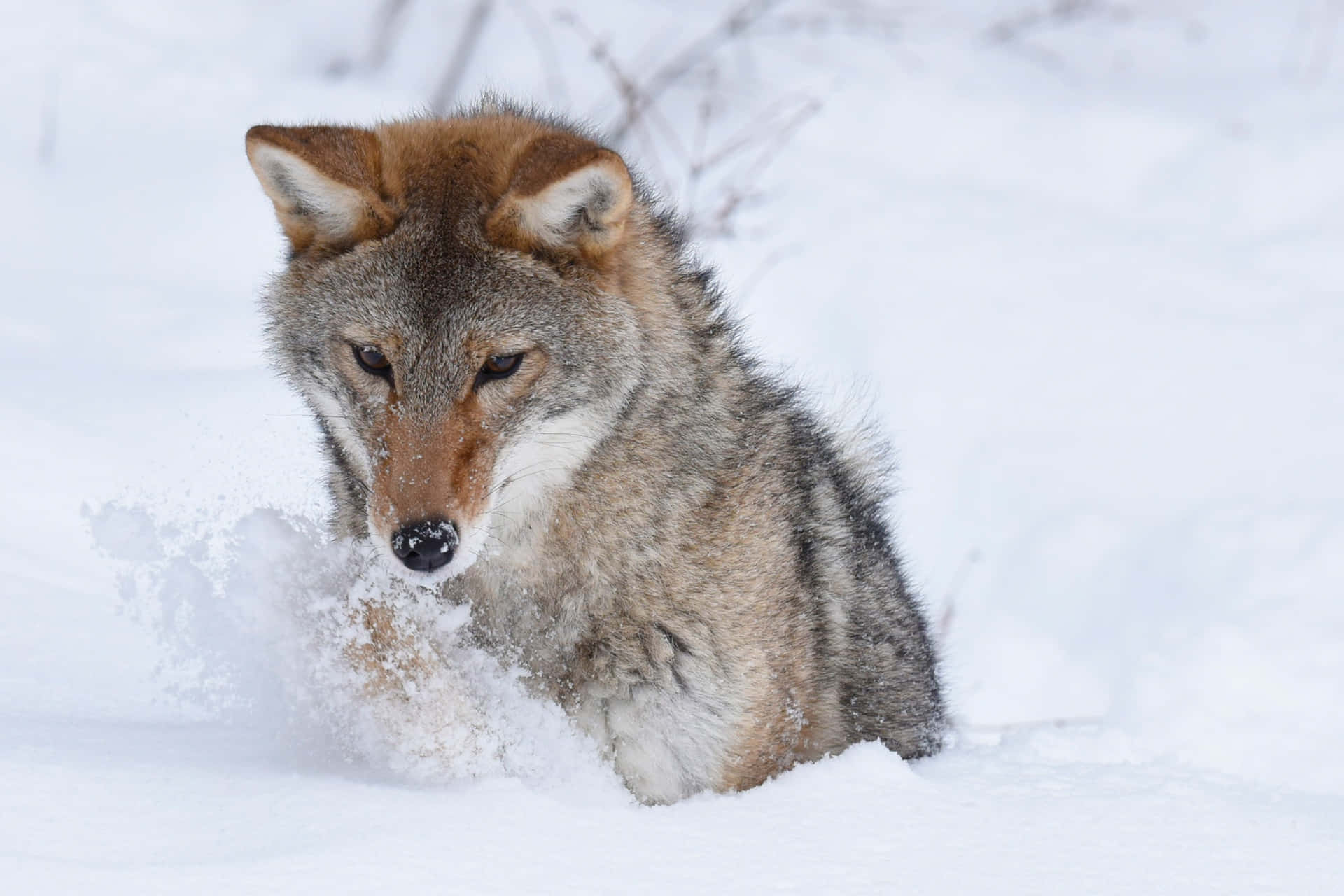 Coyote Digging In The Snow Background