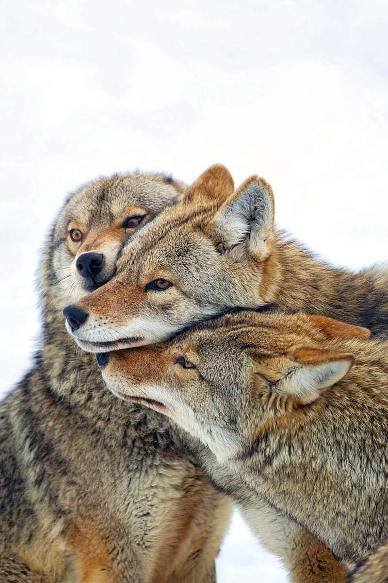 Coyote Family Protecting Each Other Background