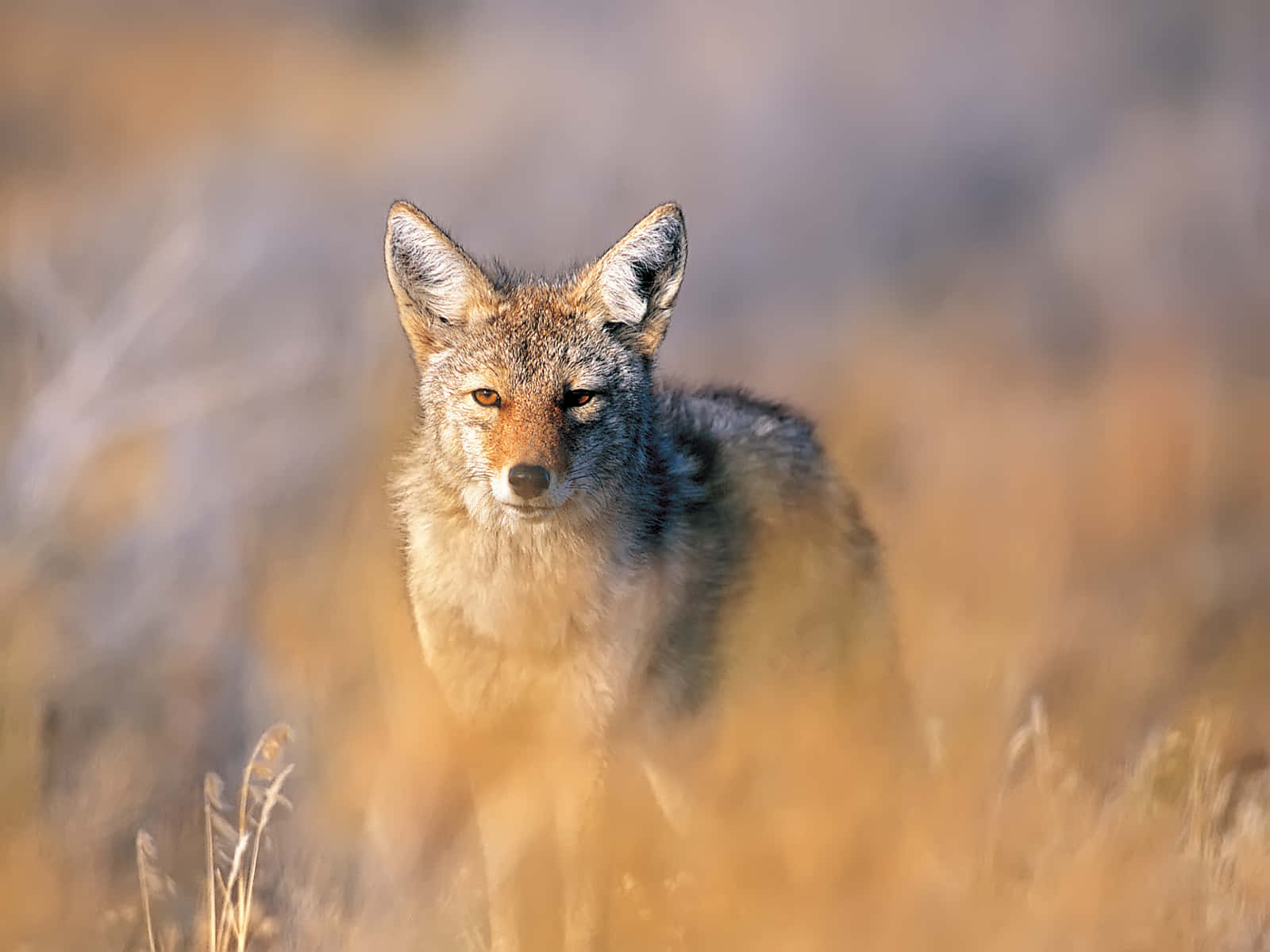 Coyote Found In The Savanna Background