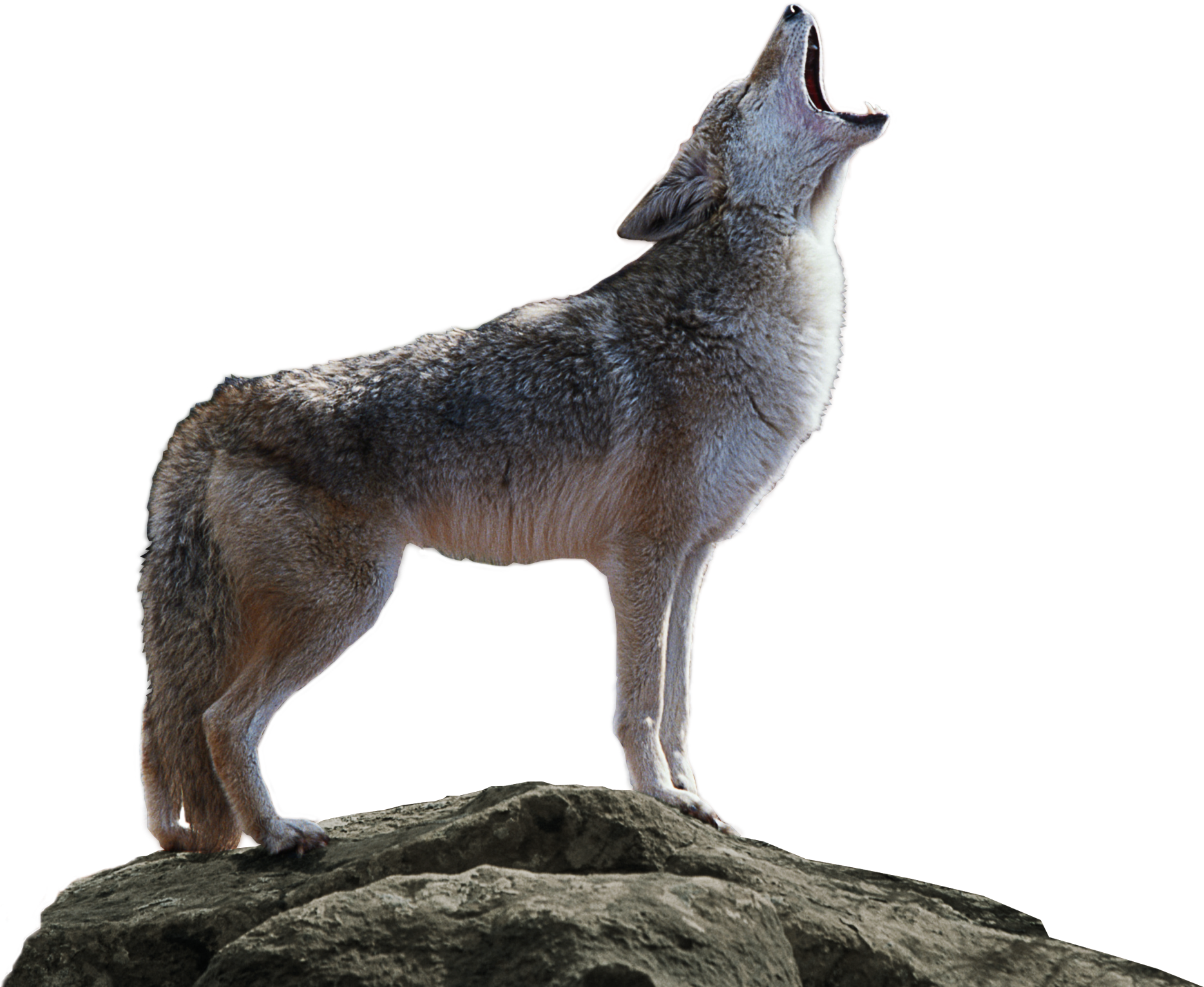 Coyote Howlingon Rock PNG