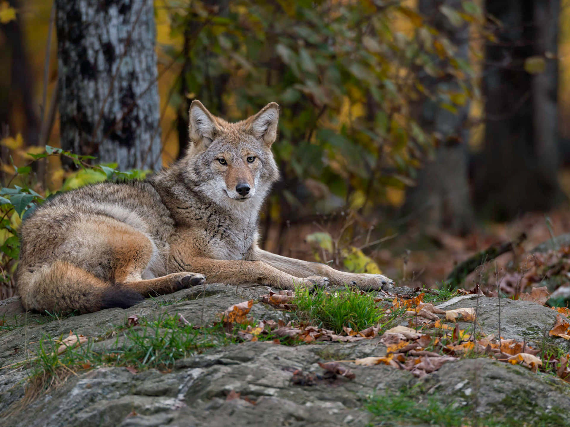Coyote In The Forest Background