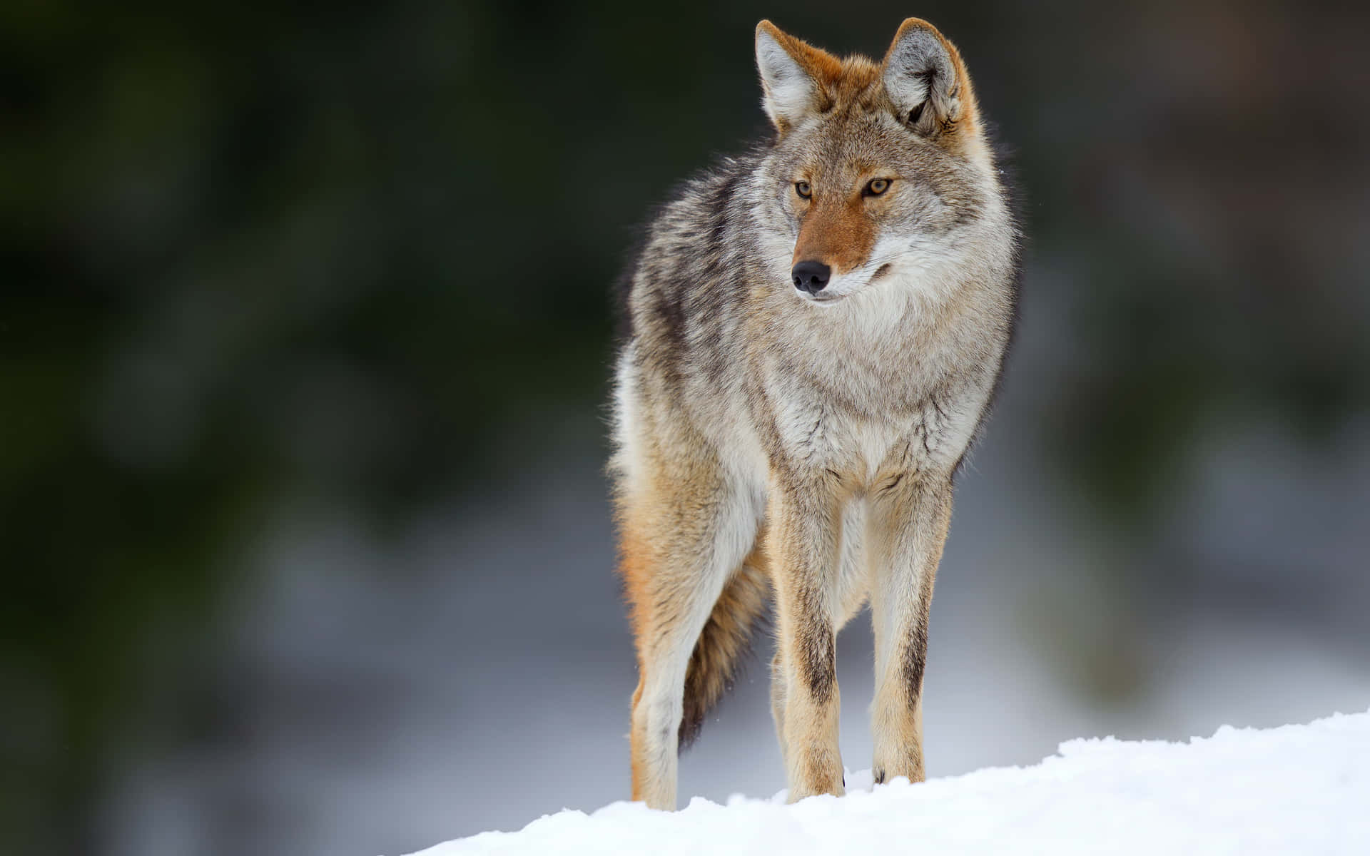Coyote In The Winter Background