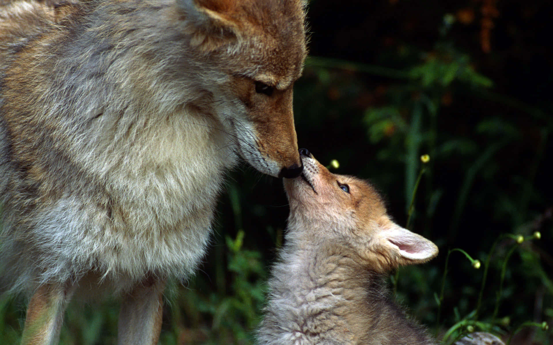 Coyote Mother With Its Cub Background