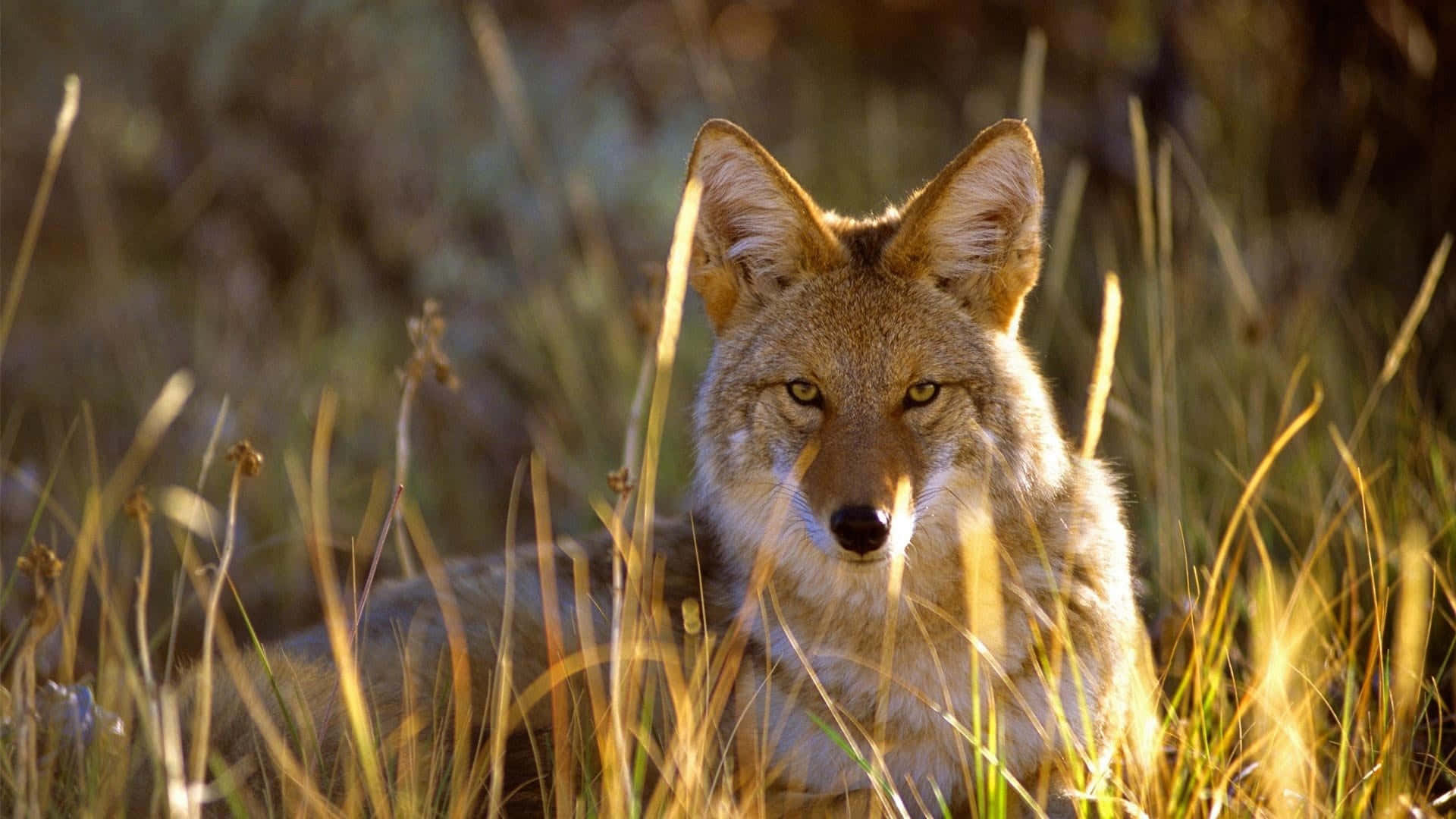 Coyote Peeking Through The Grass Background