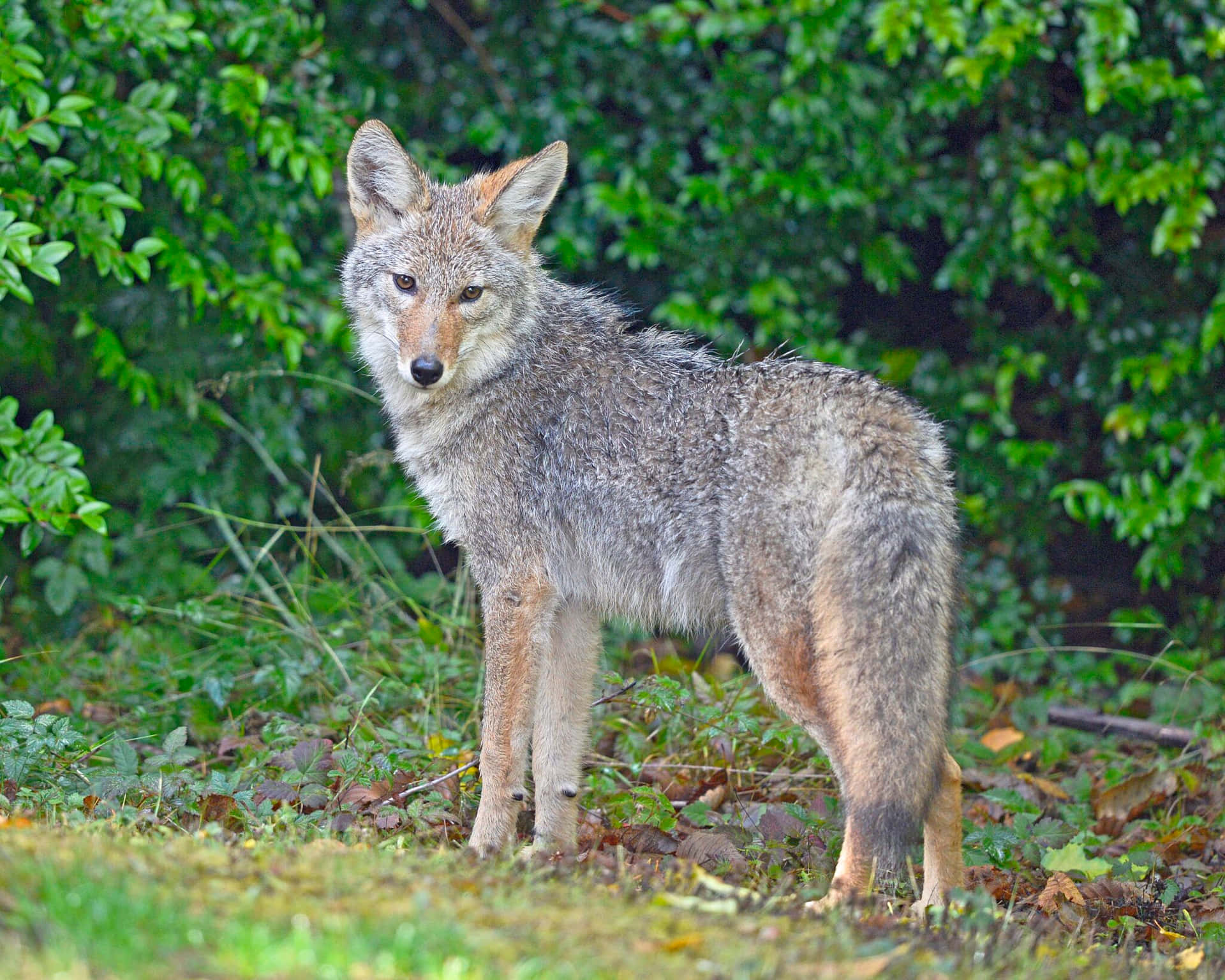 Coyote In The Woods