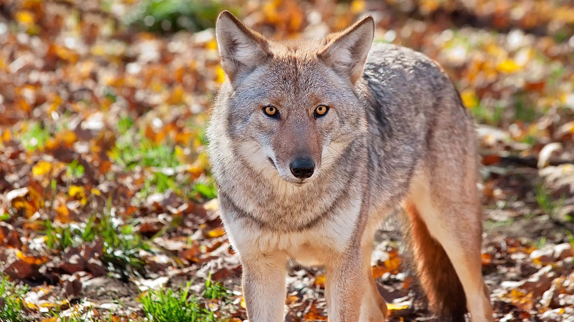 Related Keywords: coyote, predator, nature, wildlife, scavenger, hunting, meadow.
