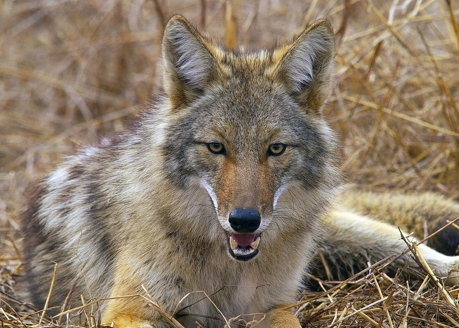 Download Coyote Pictures | Wallpapers.com