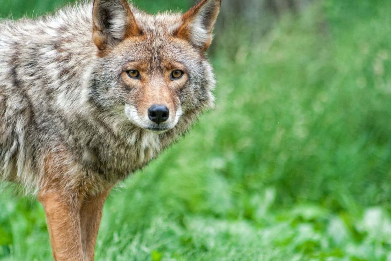 Bilden Vacker Coyote Som Tittar Ut Över Sin Naturliga Livsmiljö.