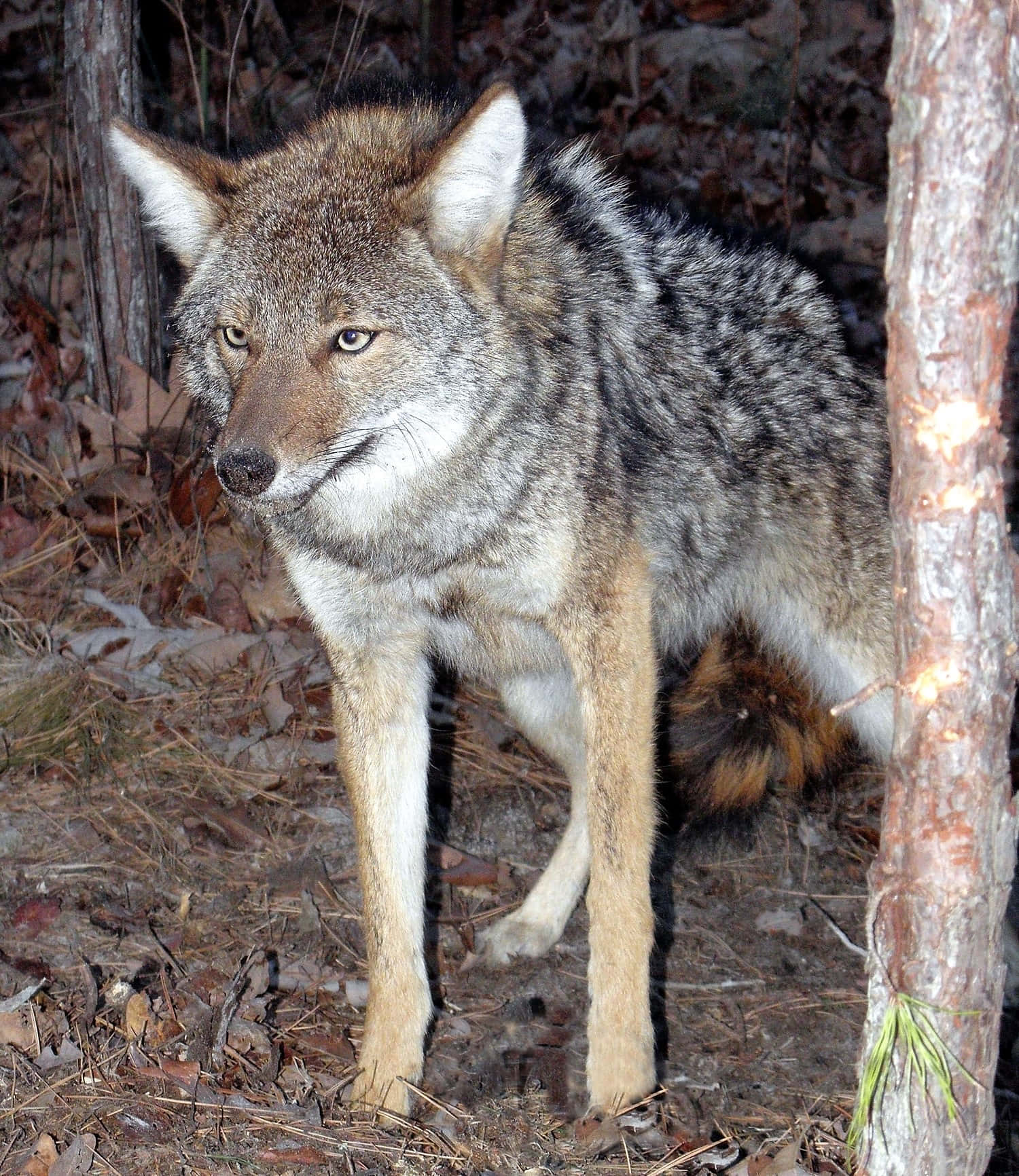 Detepiska Ökenäventyret Med Koyoten