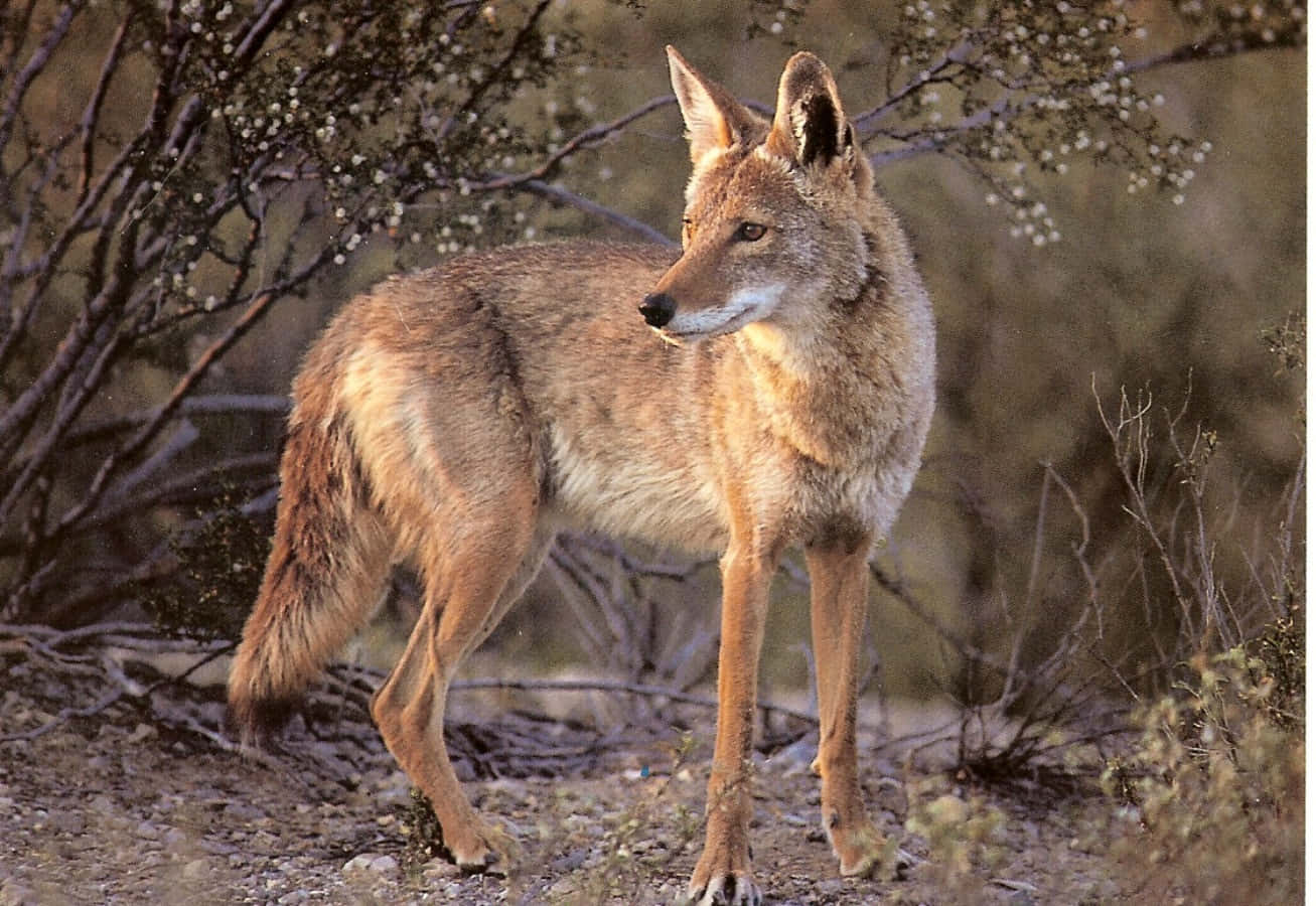 The Antics of a Coyote - a mischievous animal that's part of the canine family