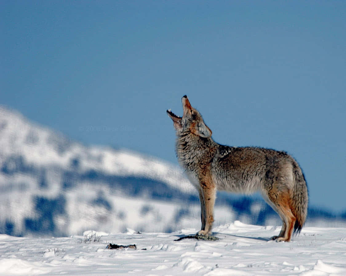"Coyote on the Lookout for its Prey"