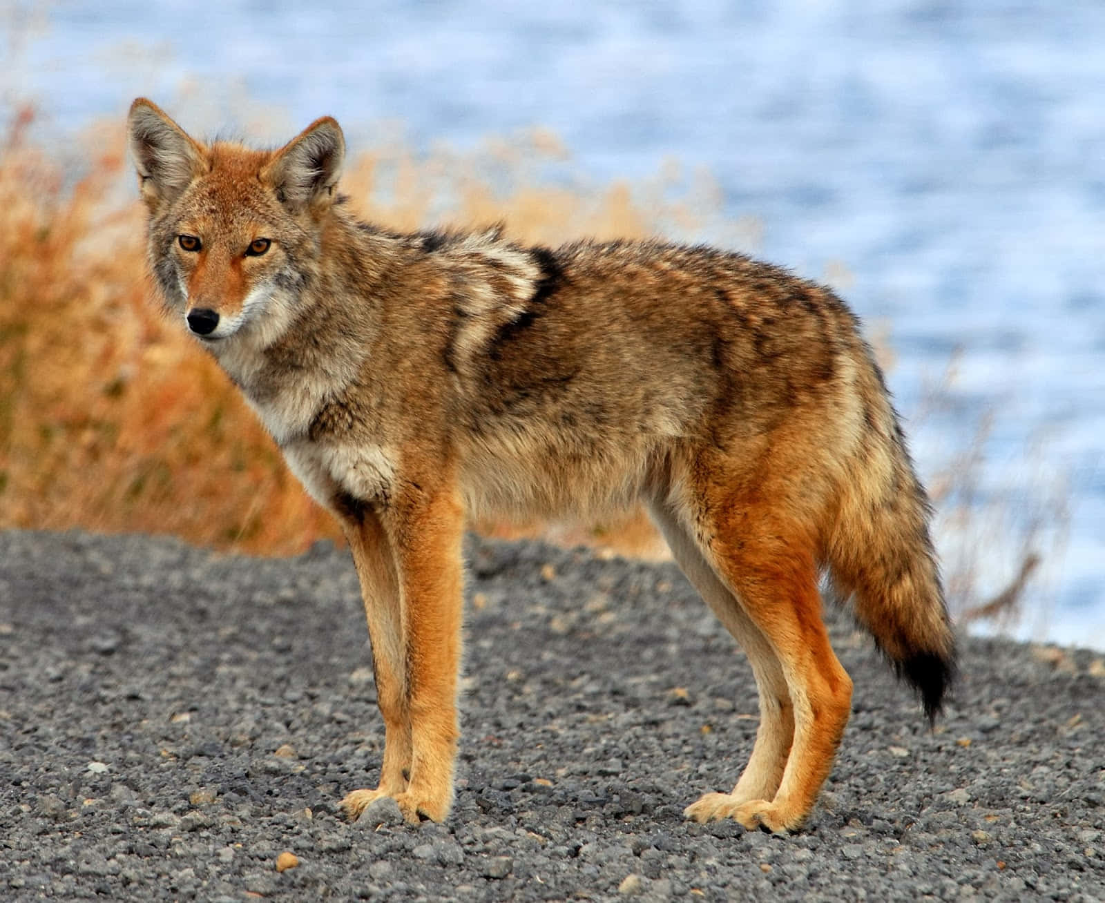 Enkoyote Står På Toppen Av En Sten Och Inspekterar Sitt Revir.