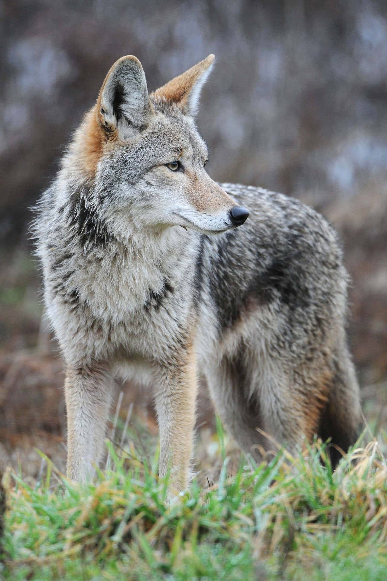 Majestic Coyote In Natural Habitat